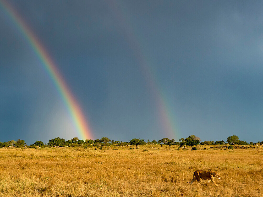 Female lion (Panthera leo) and a double rainbow in the northern part of Serengeti National Park,Kogatende,Tanzania