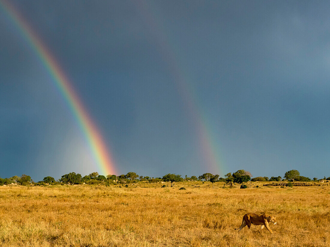 Weiblicher Löwe (Panthera leo) und ein doppelter Regenbogen im nördlichen Teil des Serengeti-Nationalparks,Kogatende,Tansania