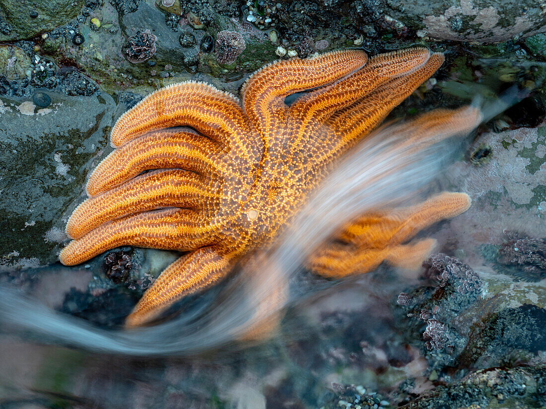 Nahaufnahme eines Seesterns bei Ebbe, Greymouth, Südinsel, Neuseeland