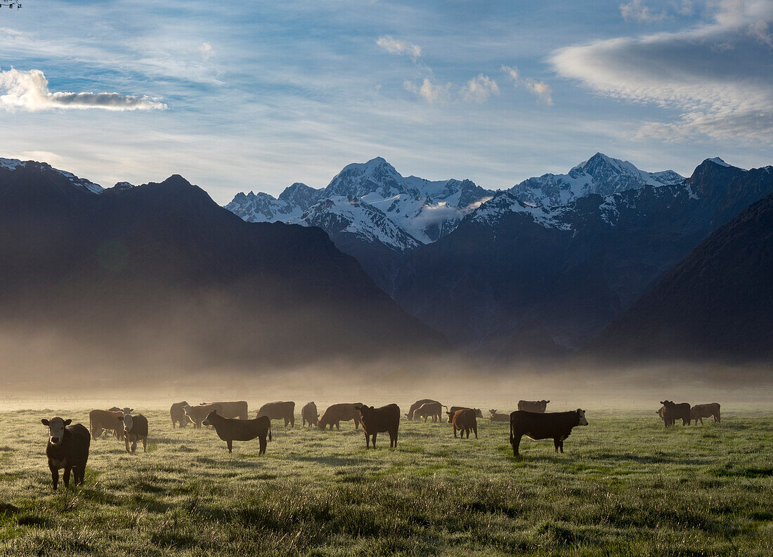 Nebel lichtet sich bei Sonnenaufgang in einer Bergtalweide, Fox Glacier, Südinsel, Neuseeland