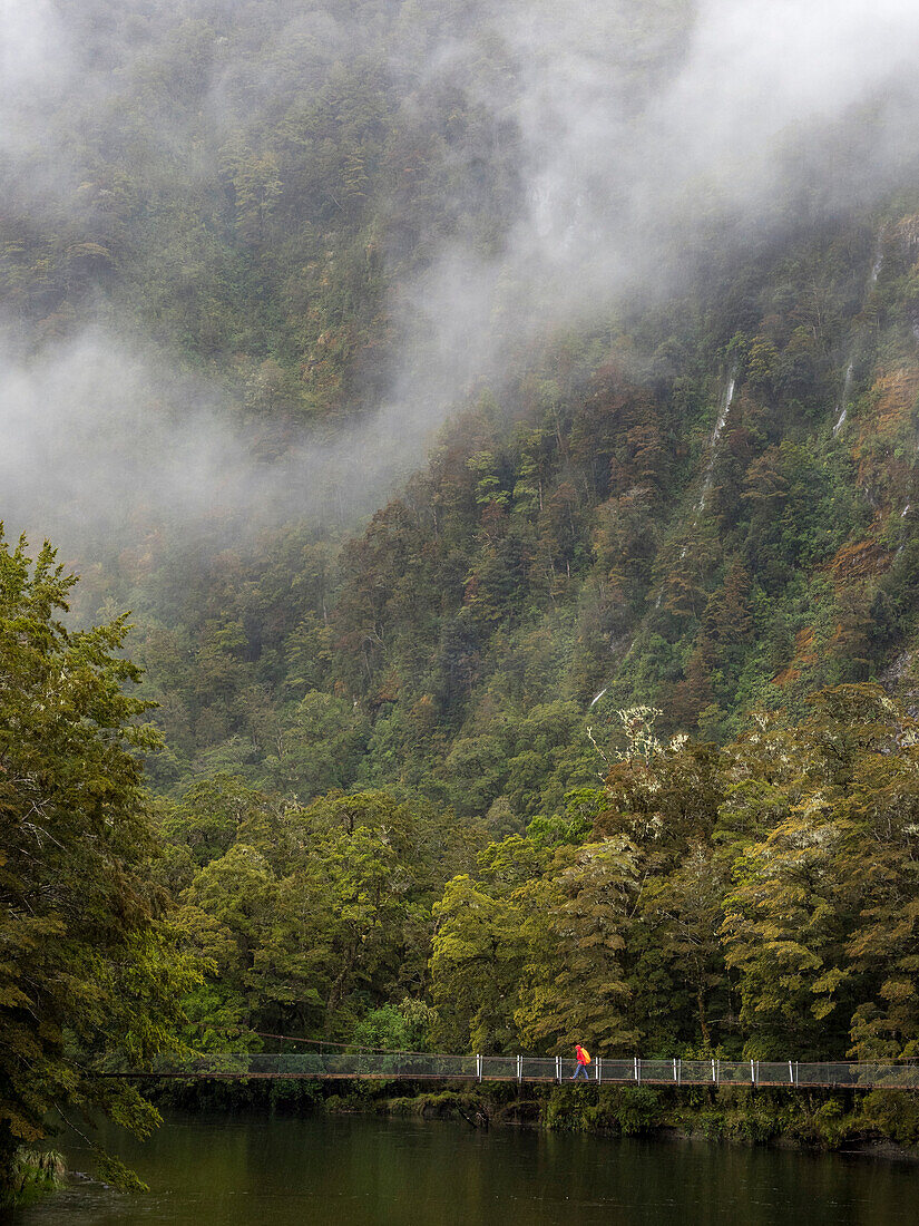 Hiker crosses the Clinton River bridge in the morning fog along the Milford Track,Milford Sound,South Island,New Zealand