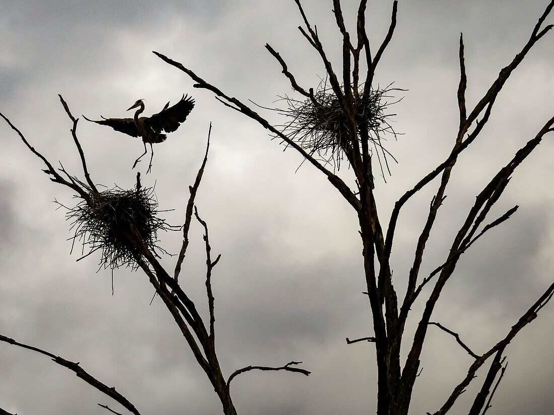 Great blue heron (Ardea herodias) landing on nest,Portland,Connecticut,United States of America