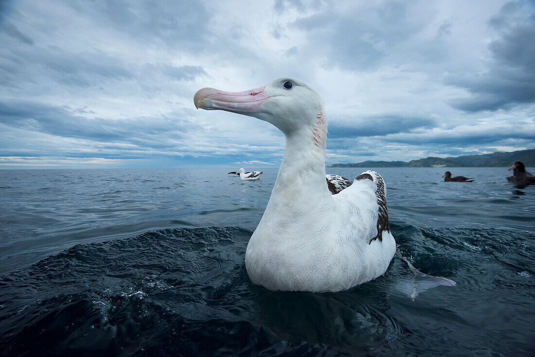 Wanderalbatros (Diomedea exulans) auf dem Wasser in der Nähe von Kaikoura, Südinsel, Neuseeland