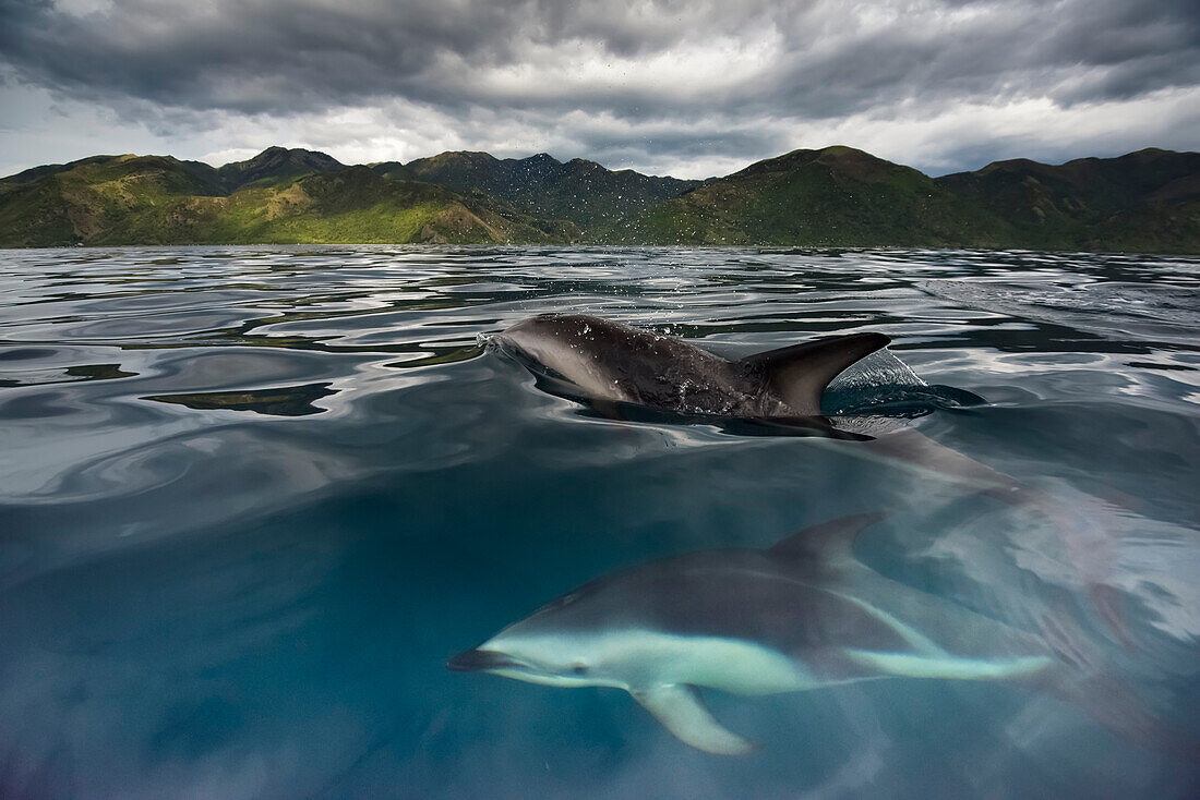 Schwarzer Delfin (Lagenorhynchus obscurus) schwimmt in den Gewässern vor der Küste Neuseelands bei Kaikoura, Südinsel, Neuseeland