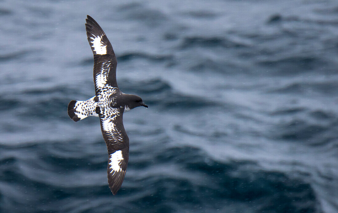 Kapsturmvogel (Daption capensis) schwebt über der Drake-Passage, Antarktis