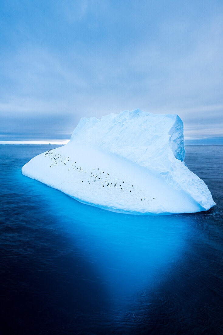 Gentoo penguins (Pygoscelis papua) on an iceberg in Antarctica,Antarctica