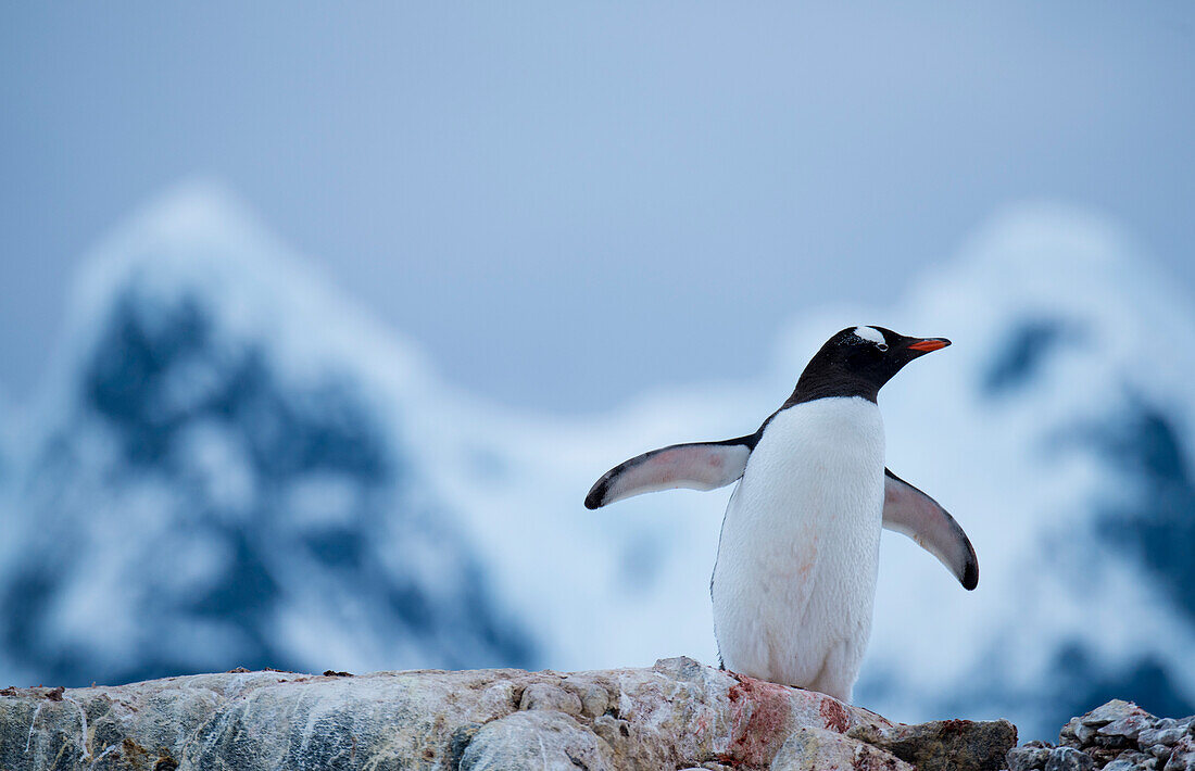 Eselspinguin (Pygoscelis papua) bei Port Lockroy in der Nähe der Sieben-Schwestern-Berge in der Antarktis,Antarktis