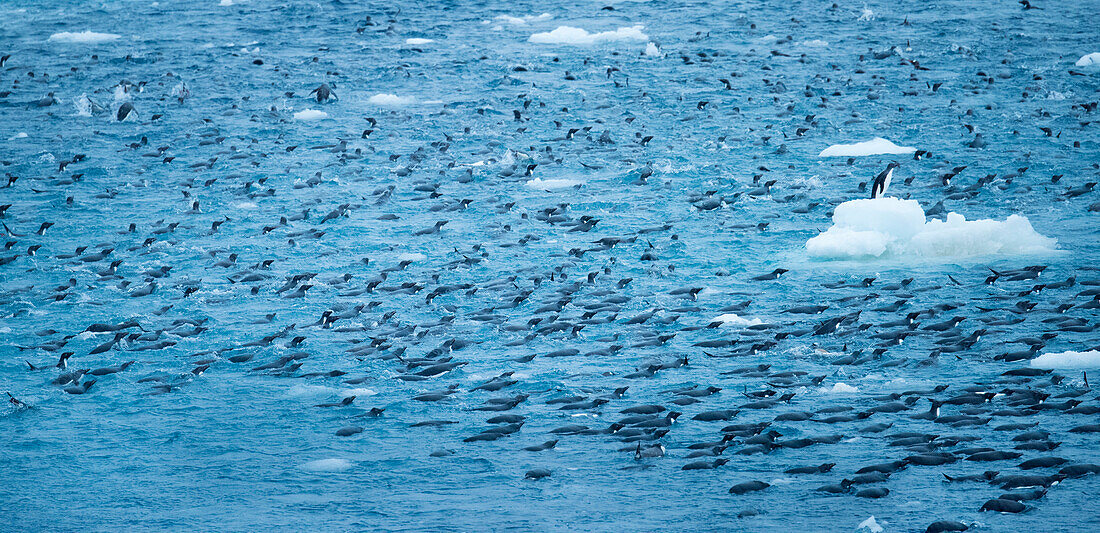 Chinstrap penguin colony (Pygoscelis antarctica) swims in the waters of Antarctica,Antarctica