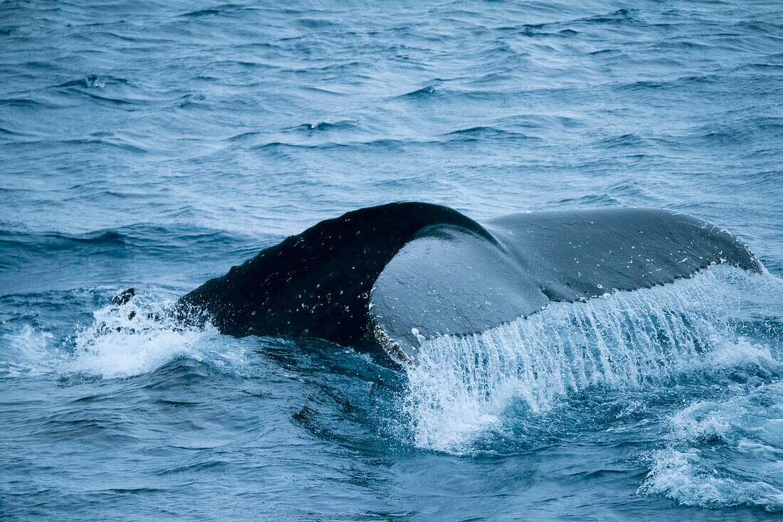 Buckelwal (Megaptera novaeangliae) taucht in der Antarktis von der Oberfläche auf, Antarktis