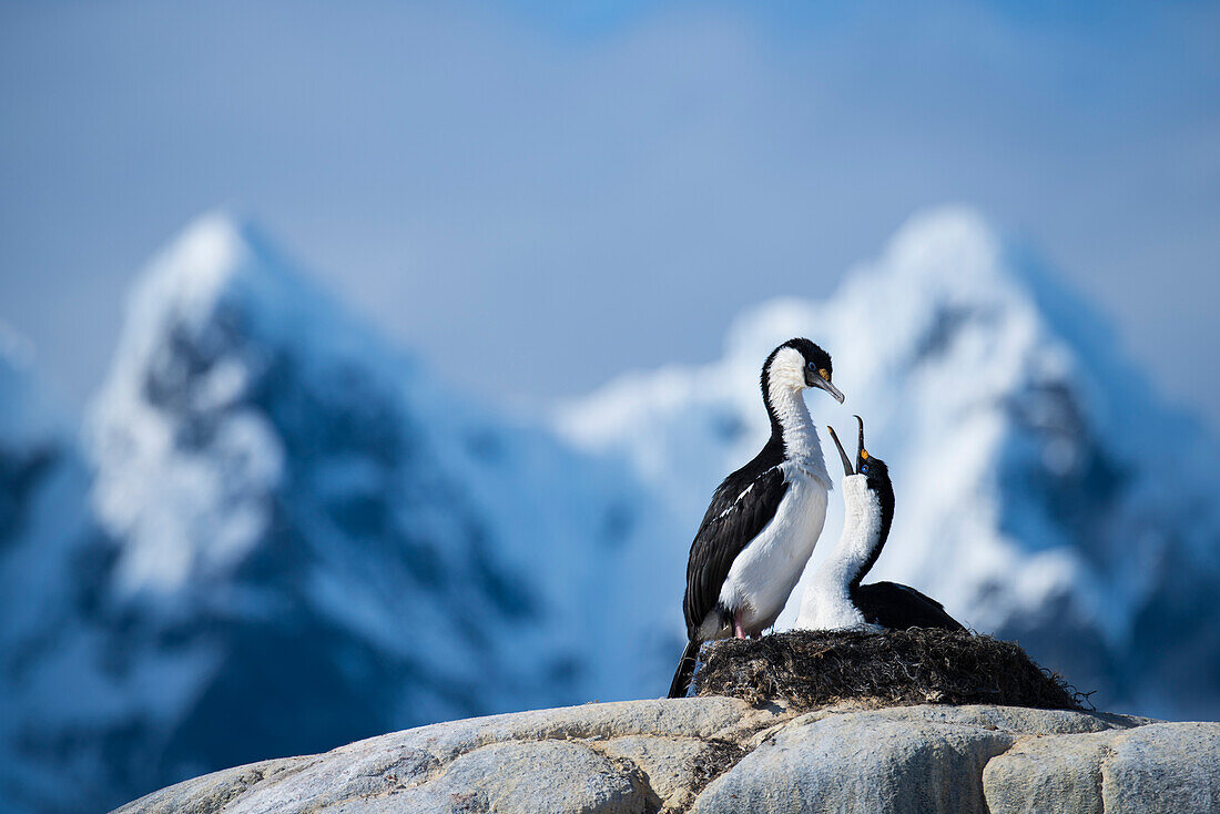 Paar antarktische oder blauäugige Krähenscharbe (Phalacrocorax bransfieldensis) in Port Lockroy, Antarktis, Antarktis