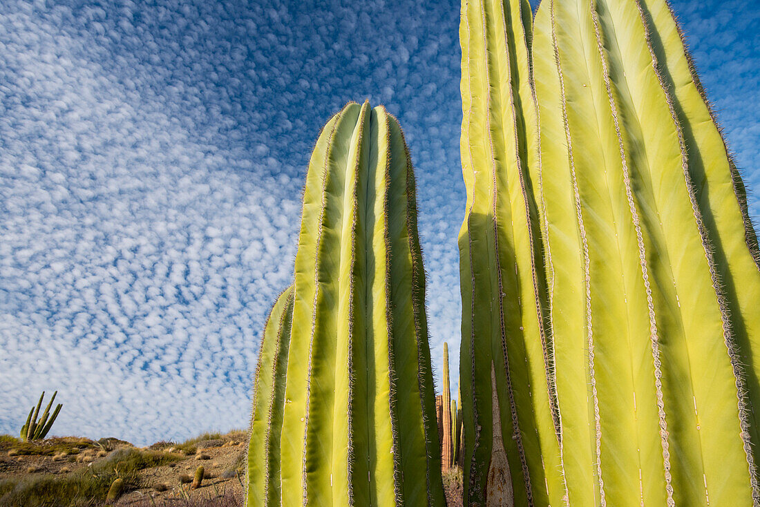 Nahaufnahme von Kakteen vor einem wolkenverhangenen blauen Himmel, Baja California, Mexiko