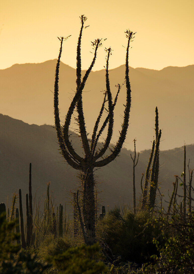 Boojum-Bäume (Fouquieria columnaris) bei Sonnenuntergang am nördlichen Ende der Sea of Cortez, in der Nähe von Bahia de Los Angeles, Baja California, Mexiko