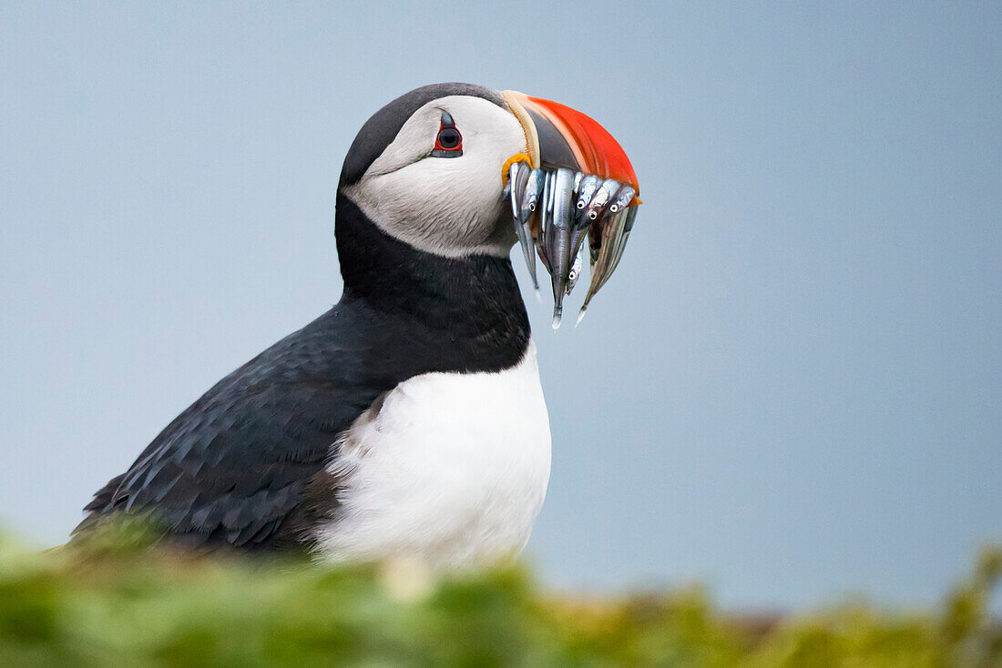 Atlantic puffin (Fratercula arctica) carrying mouthful of spearing baitfish to feed its chicks,Iceland