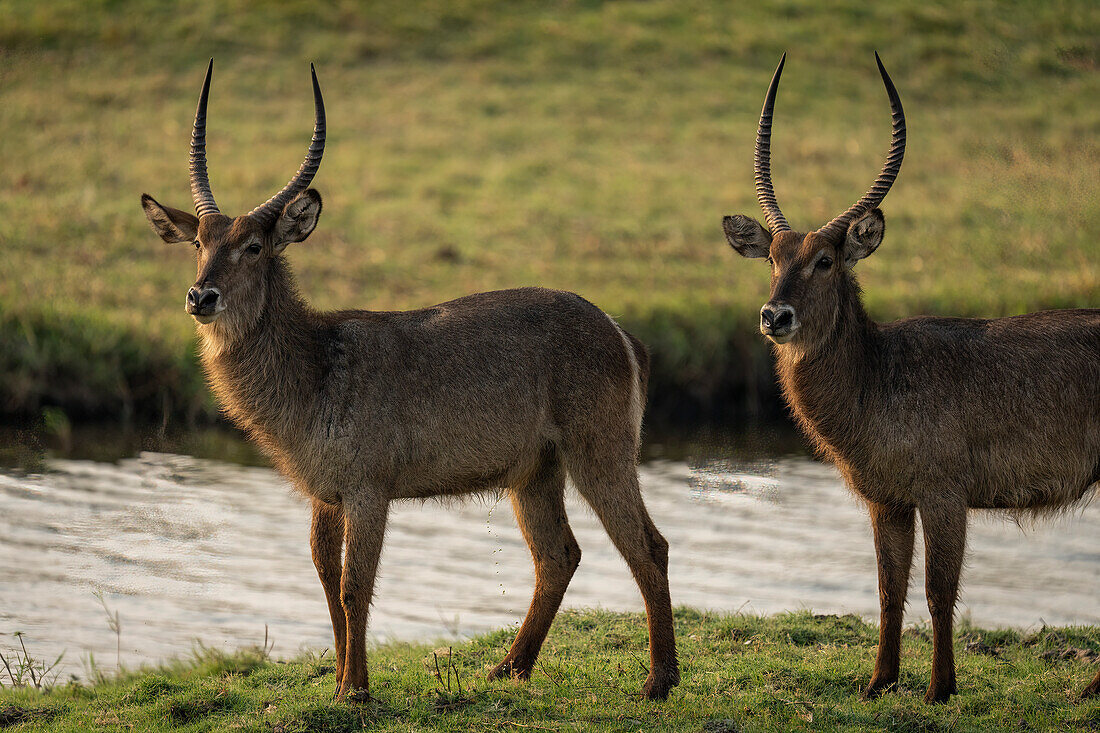 Zwei männliche Wasserböcke (Kobus ellipsiprymnus) stehen am Fluss und schauen in die Kamera, Chobe National Park, Chobe, Botswana