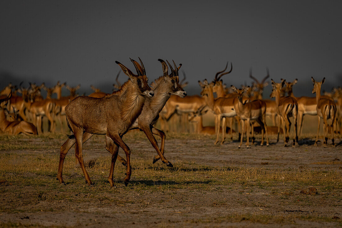 Close-up of two roan antelopes (Hippotragus equinus) galloping past a herd of common impalas (Aepyceros melampus) in Chobe National Park,Chobe,Botswana