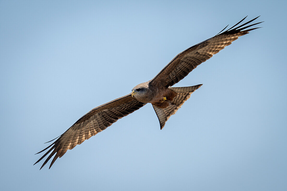 Close-up portrait of a yellow-billed kite (Milvus aegyptius) glides under perfect blue sky,Chobe National Park,Chobe,Botswana