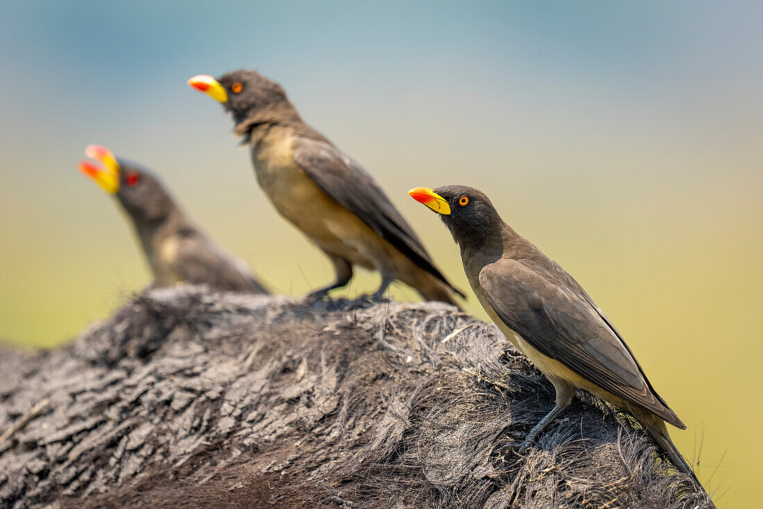 Close-up of three yellow-billed oxpeckers (Buphagidae africanus) perched on the muddy shoulder of a cape buffalo (Syncerus caffer caffer) in Chobe National Park,Chobe,Botswana