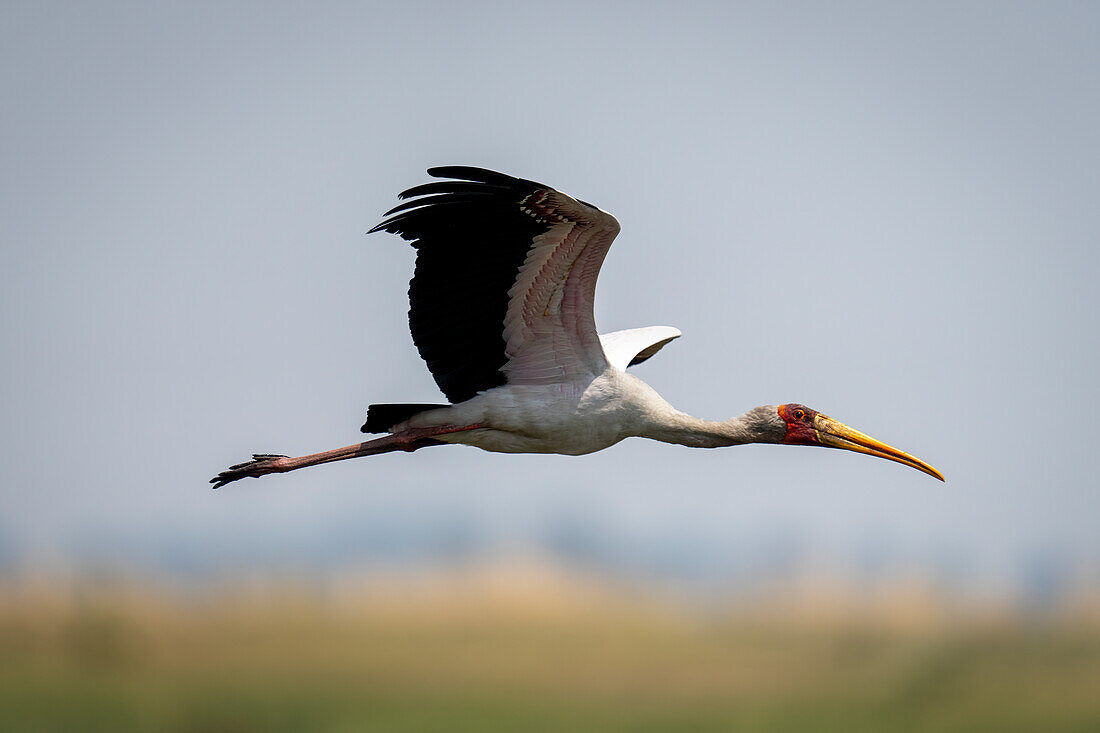 An African Yellow-billed stork (Mycteria ibis) with catchlight glides through the sky lifting wings,Chobe National Park,Chobe,Botswana