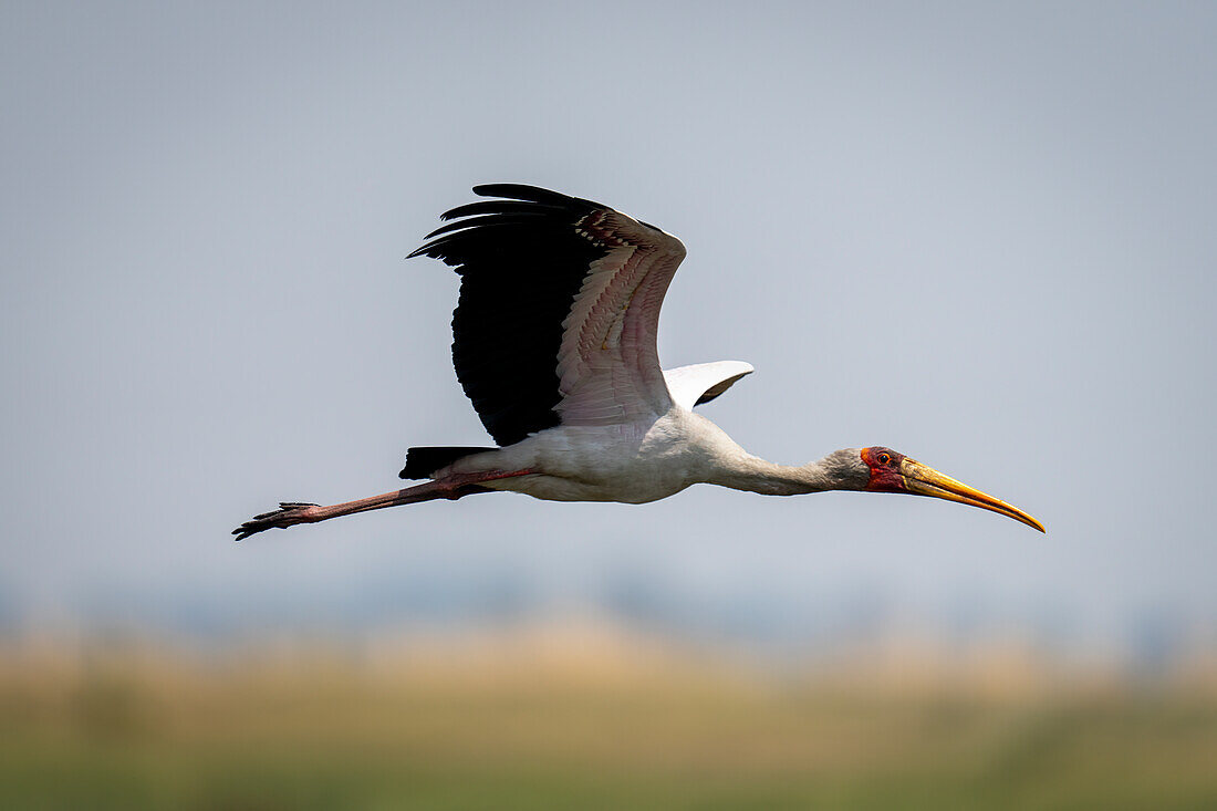 Ein afrikanischer Gelbschnabelstorch (Mycteria ibis) gleitet mit angelegten Flügeln durch den Himmel, Chobe-Nationalpark, Chobe, Botsuana