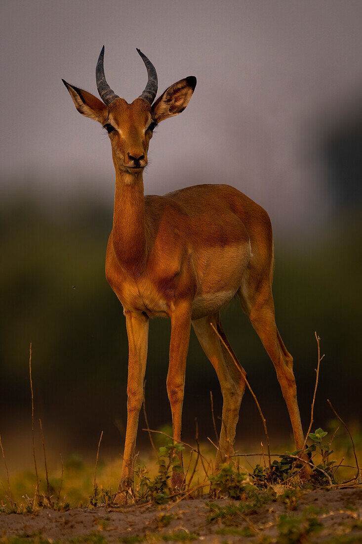 Close-up portrait of a young,male common impala,(Aepyceros melampus) standing watching camera in Chobe National Park,Chobe,Bostwana