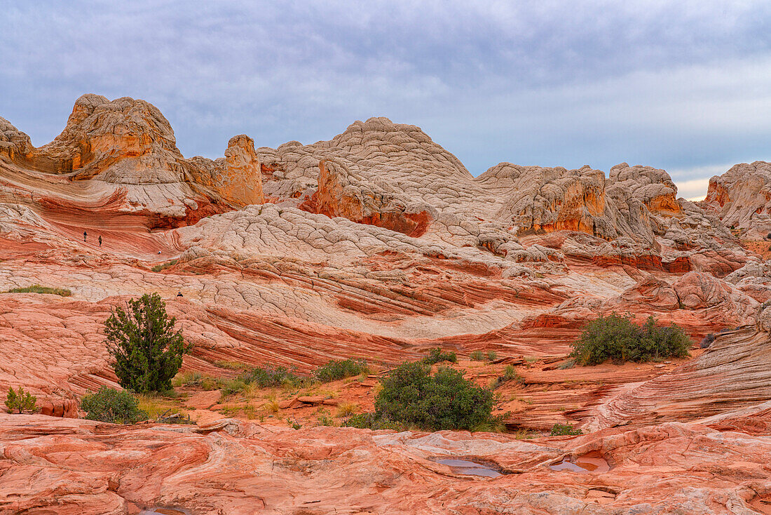 Vast,Navajo sandstone,red rock formations,referred to as Brain Rocks with sparsely growing plants adding patches of green under a cloudy sky in the wondrous area of White Pocket with its alien landscapes of amazing lines,contours and shapes,Arizona,United States of America