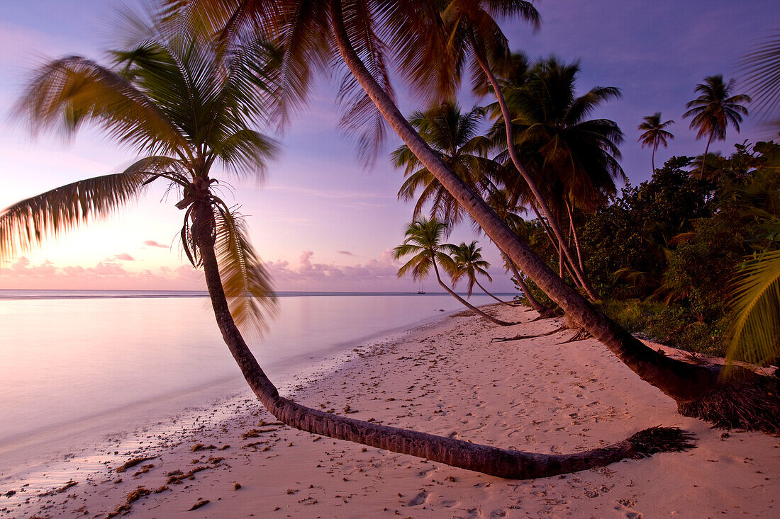 Palm trees line a beautiful beach in Tobago,Pigeon Point,Tobago,Trinidad and Tobago