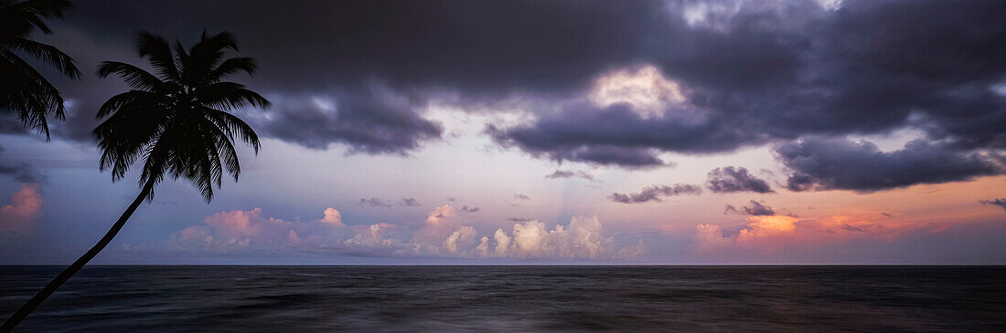 Palm trees are silhouetted against a twilight sky,Saint Vincent Island,Saint Vincent and the Grenadines