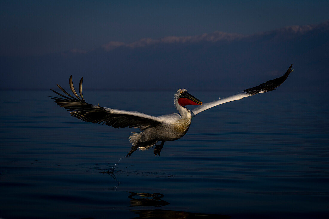 Krauskopfpelikan (Pelecanus crispus) fliegt über einen See in der Nähe der Berge, Zentralmakedonien, Griechenland