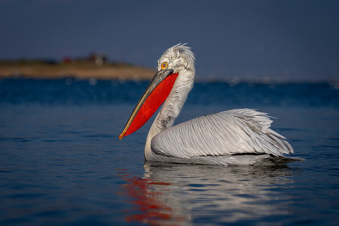 Dalmatian pelican (Pelecanus crispus) floats on lake near shore,Central Macedonia,Greece