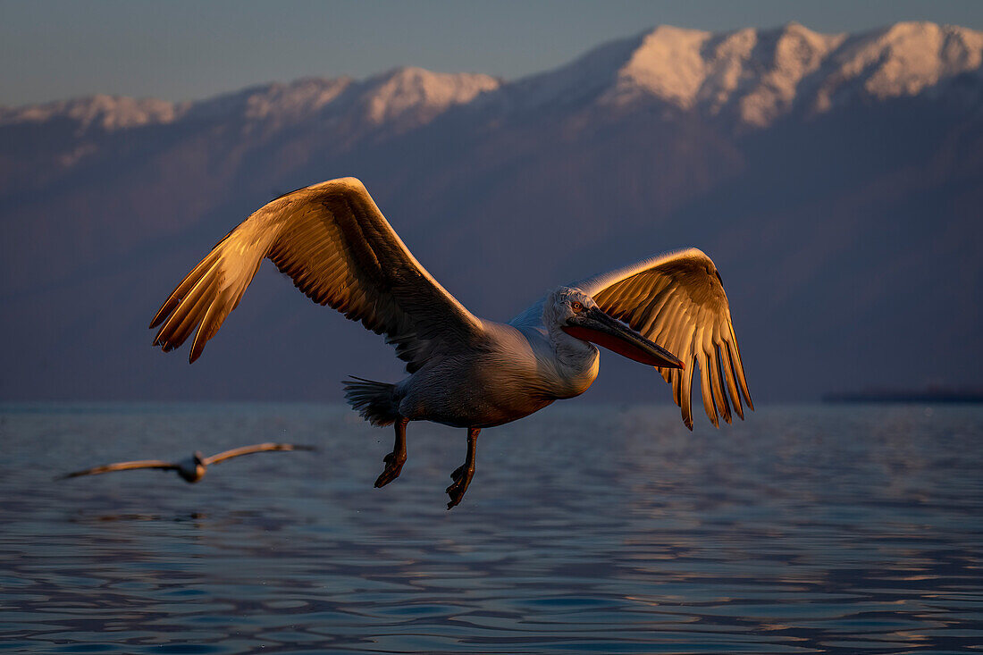 Dalmatian pelican (Pelecanus crispus) glides over lake by another,Central Macedonia,Greece
