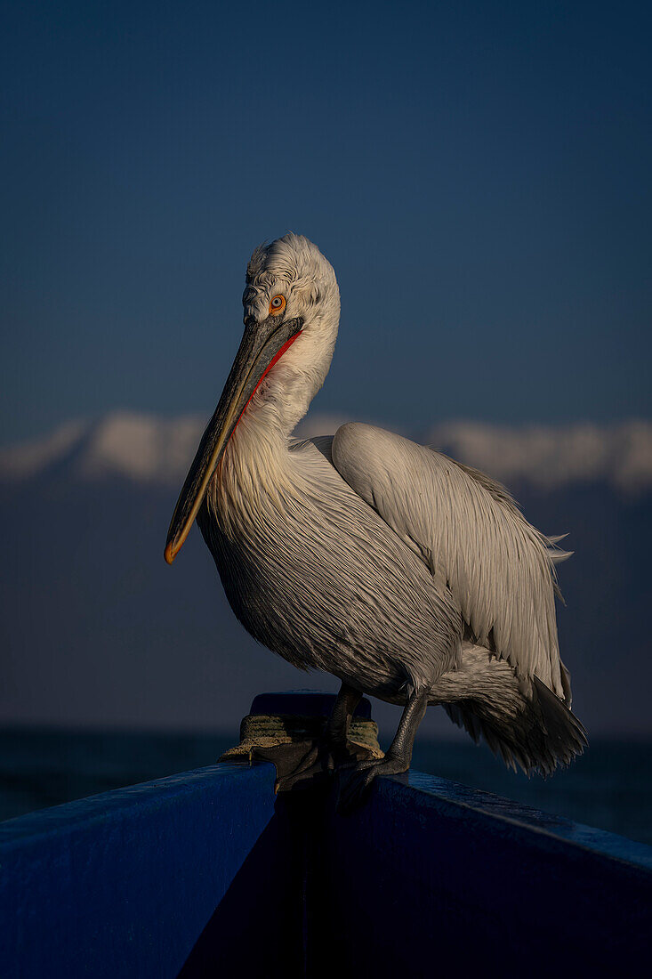 Dalmatian pelican (Pelecanus crispus) on bow of blue boat with snow-capped mountains in the distance,Central Macedonia,Greece