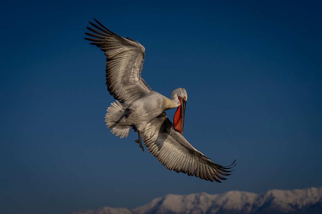 Dalmatian pelican (Pelecanus crispus) spreads wings by snow-capped peaks,Central Macedonia,Greece