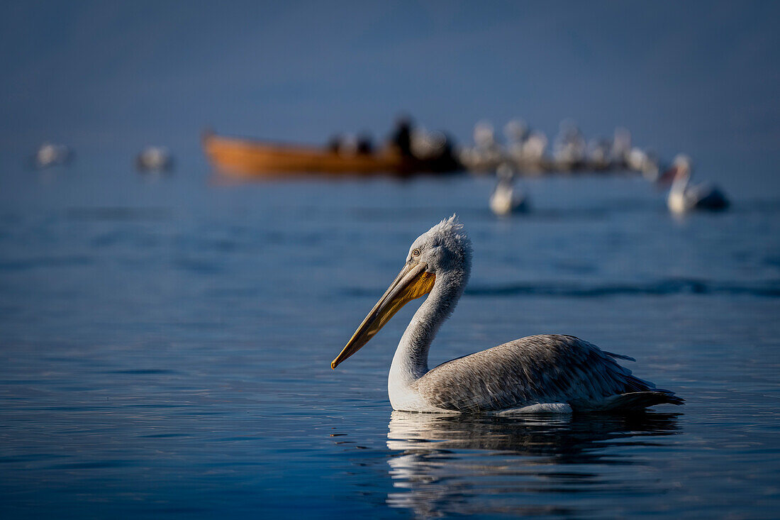 Dalmatian pelican (Pelecanus crispus) swims on lake near boat,Central Macedonia,Greece