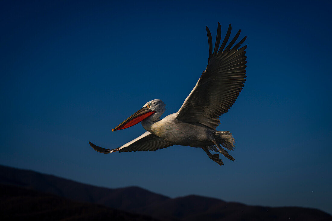 Krauskopfpelikan (Pelecanus crispus) schwebt im blauen Himmel über den Bergen,Zentralmakedonien,Griechenland