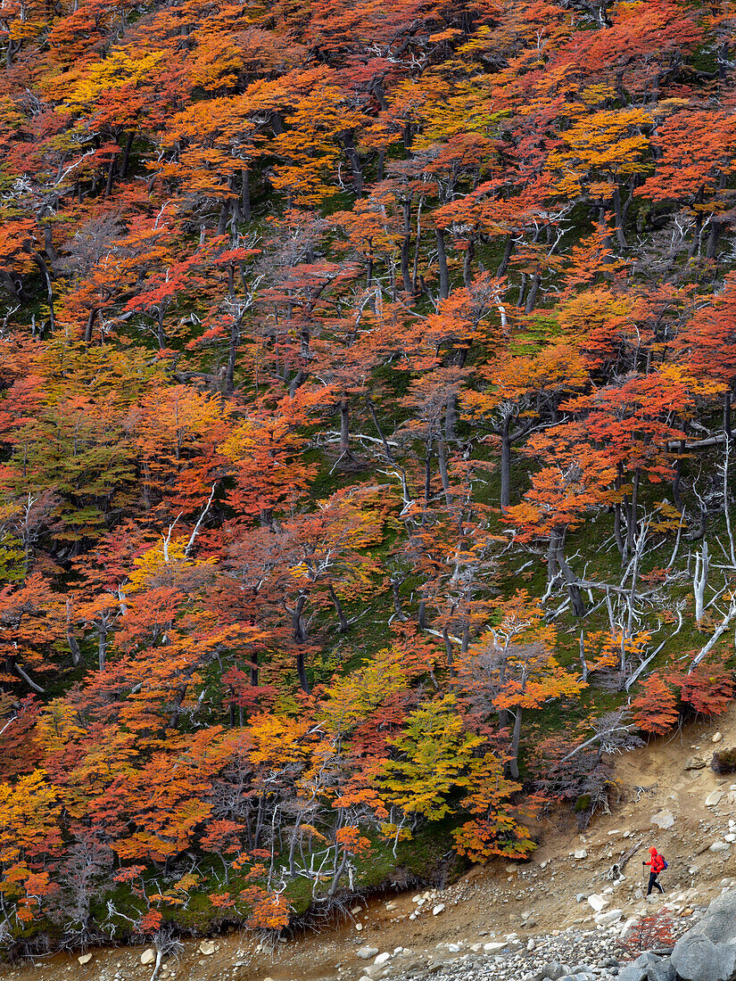 Blicke entlang des Wanderweges zum Mirador de Las Torres mit dem Höhepunkt der Herbstfärbung der Südbuchen im Torres del Paine National Park, Patagonien, Chile