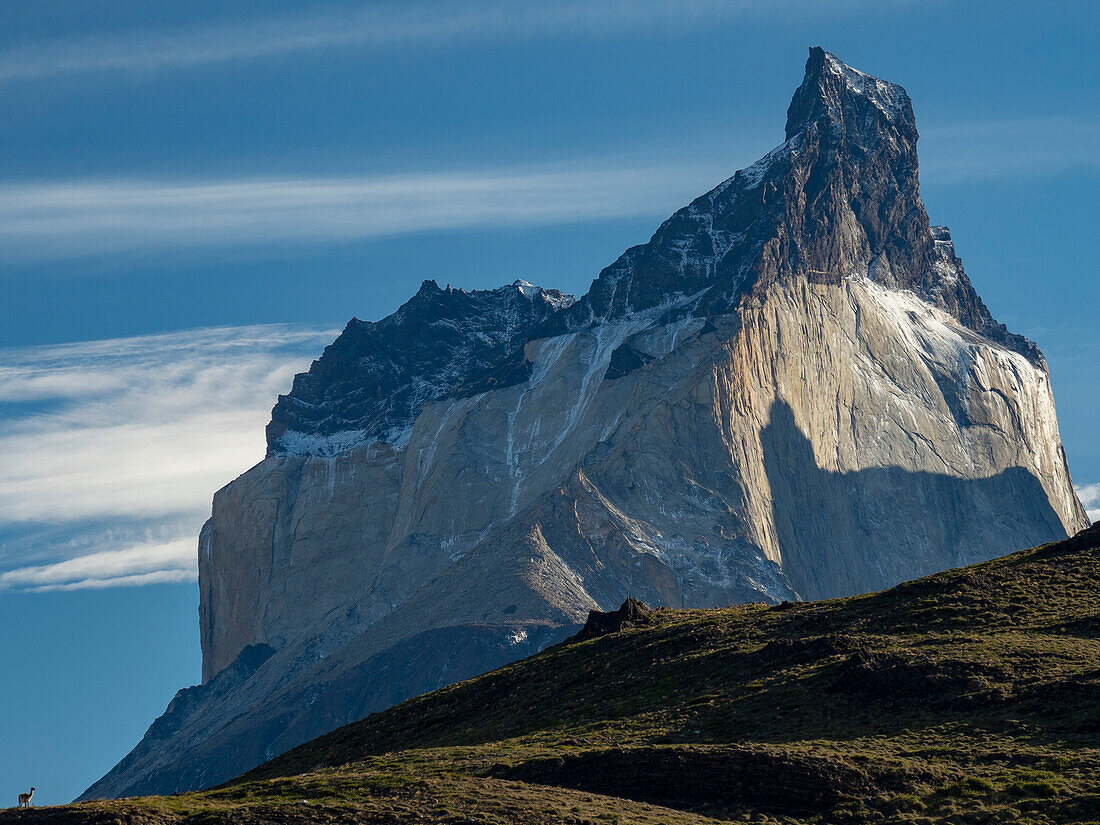 Ein einzelnes Guanako (Lama guanicoe) wird von den Bergen im Torres del Paine National Park, Patagonien, Chile, in den Schatten gestellt