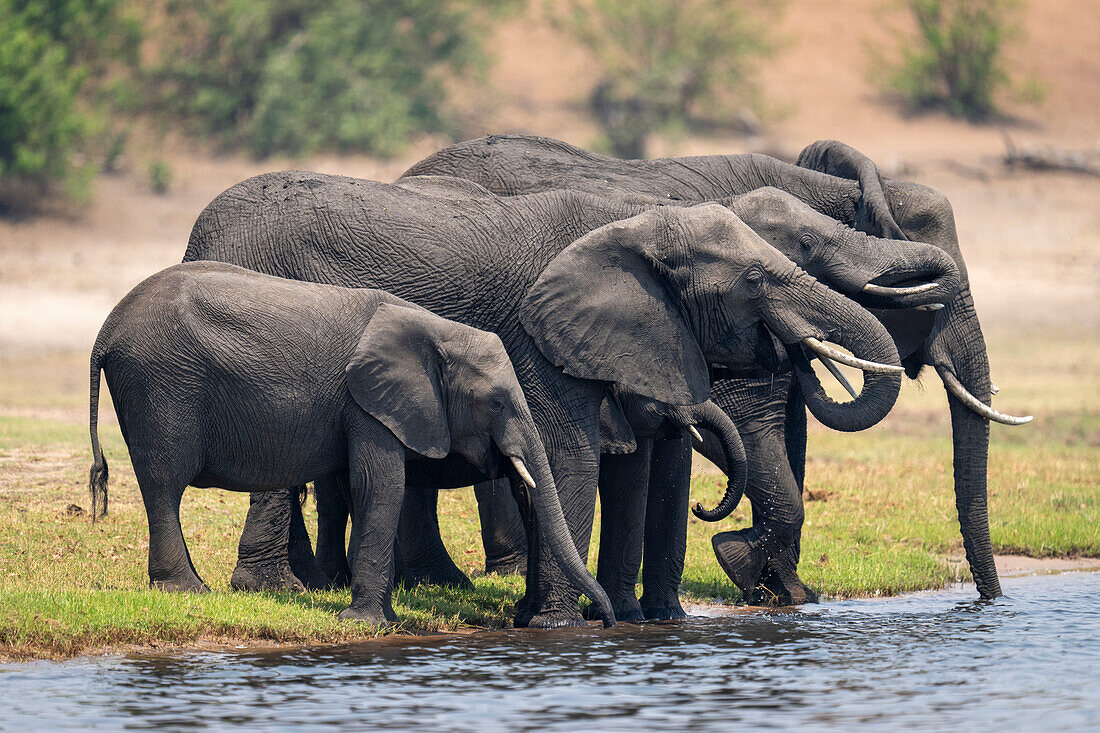 African bush elephants (Loxodonta africana) standing on a riverbank drinking out of the river in Chobe National Park,Chobe,Botswana