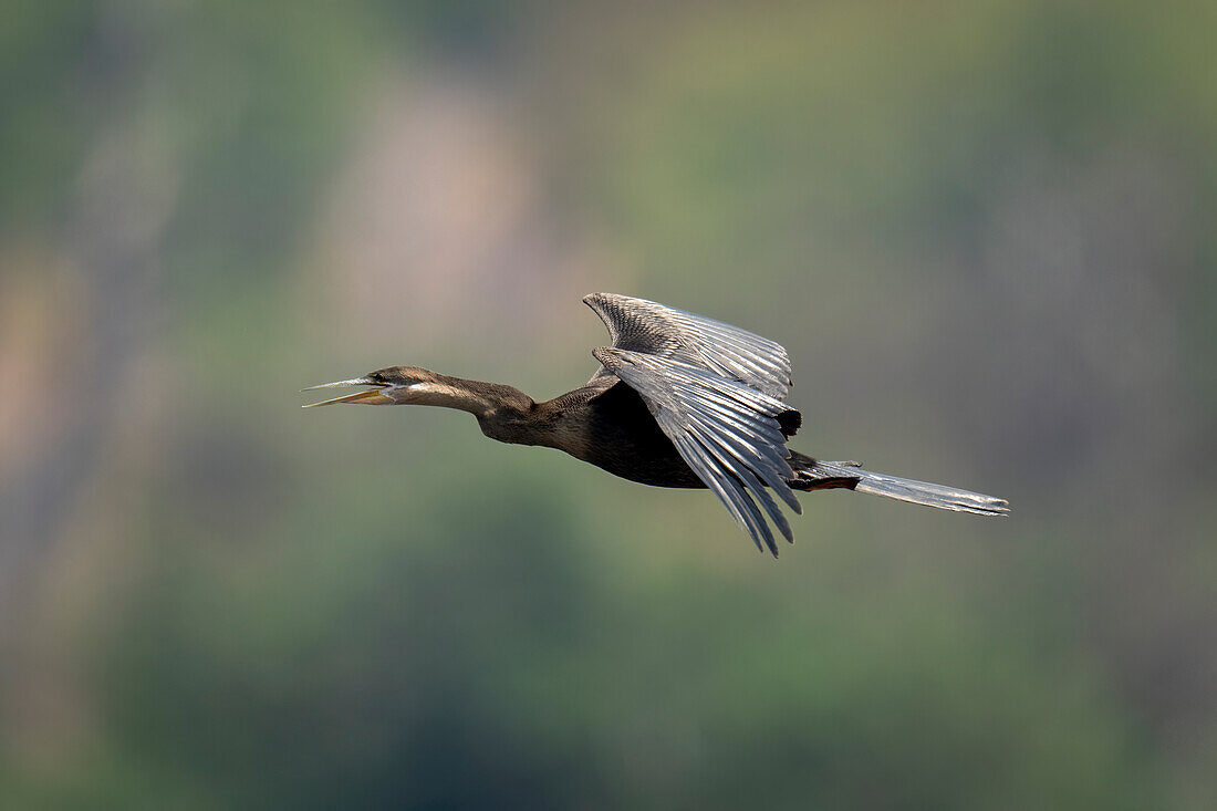 African darter (Anhinga rufa) flies opening beak and spreading wings in Chobe National Park,Chobe,Botswana