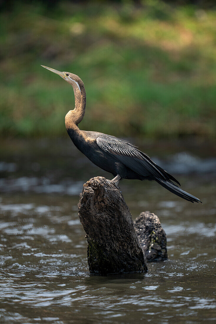 Porträt einer Schlangenhalsvogelart (Anhinga rufa) im Profil, stehend auf einem toten Baumstamm im Wasser, Chobe-Nationalpark, Chobe, Botsuana