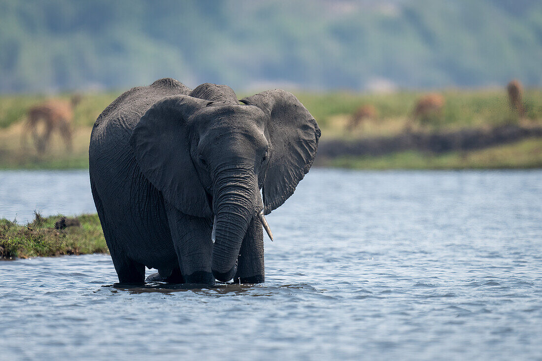 Porträt eines afrikanischen Buschelefanten (Loxodonta africana), der in einem Fluss steht und in die Kamera schaut, im Chobe-Nationalpark, Chobe, Botsuana