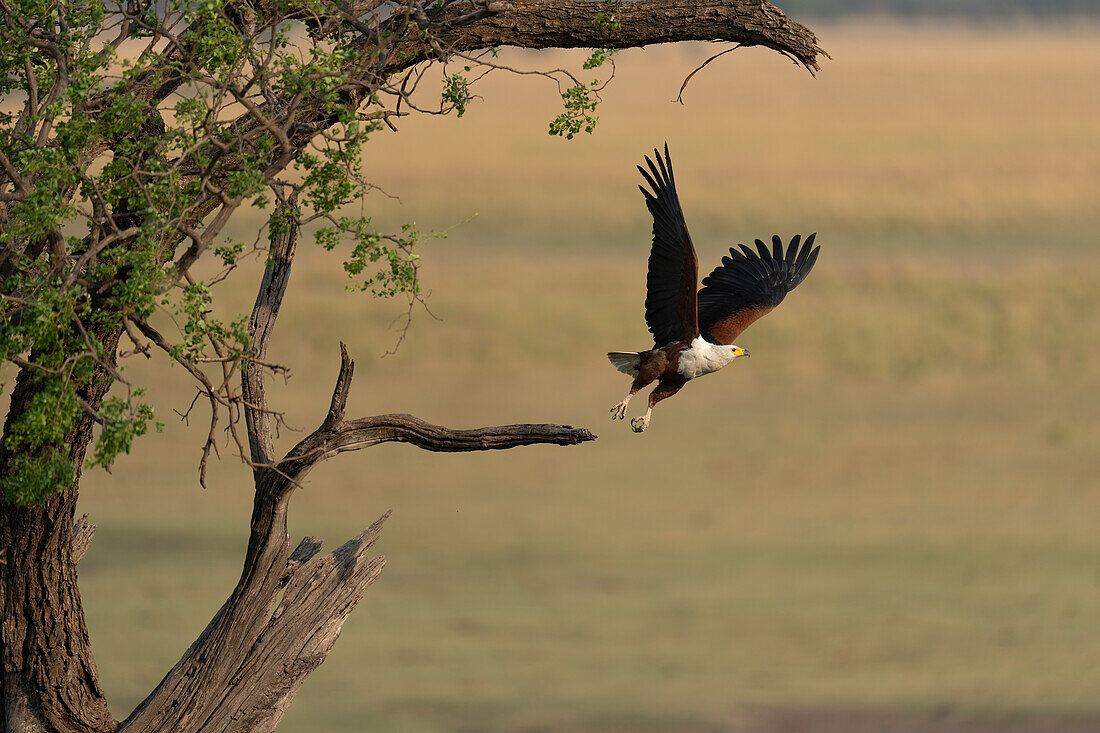 An African fish eagle (Haliaeetus vocifer) with dangling legs as it lifts its wings taking off from a dead branch and flies away from the tree on the savannah,Chobe National Park,Chobe,Botswana