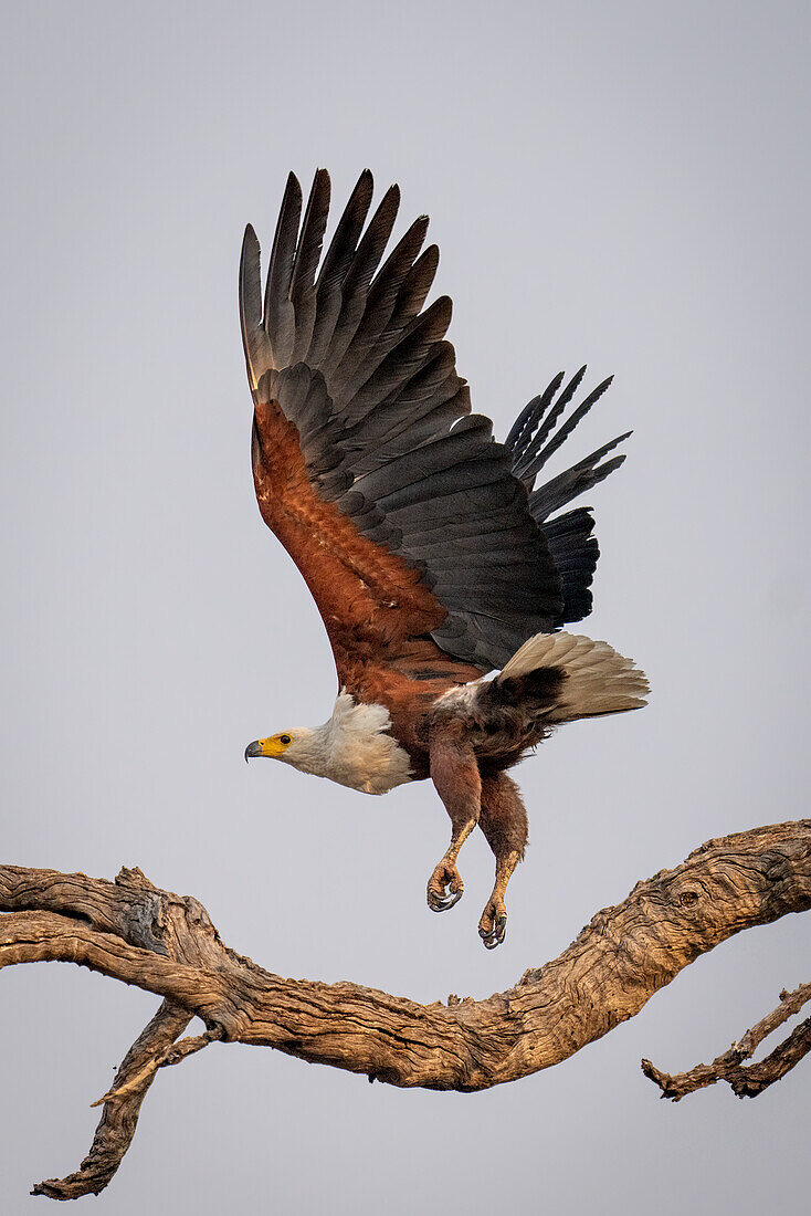 Ein afrikanischer Fischadler (Haliaeetus vocifer) mit baumelnden Beinen fliegt über einen verdrehten Baumast im Chobe-Nationalpark,Chobe,Botswana