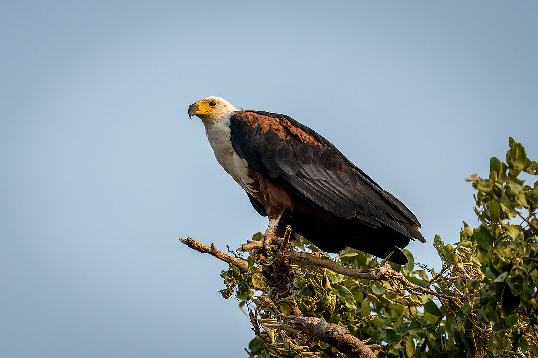 Porträt eines afrikanischen Fischadlers (Haliaeetus vocifer), der auf einem Ast sitzt und gegen den blauen Himmel über die Savanne schaut, im Chobe-Nationalpark, Chobe, Botsuana