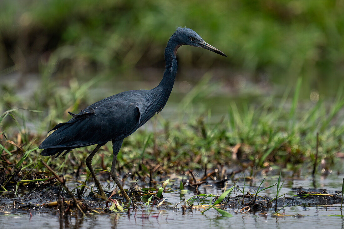 Porträt eines Schwarzreihers (Egretta ardesiaca), der in den grasbewachsenen Untiefen im Chobe-Nationalpark starrt,Chobe,Botsuana