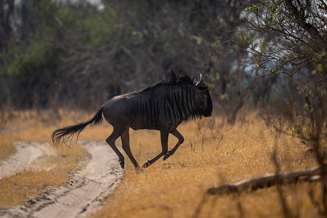 Blue wildebeest (Connochaetes taurinus) gallops across track on the savannah in Chobe National Park,Chobe,Botswana