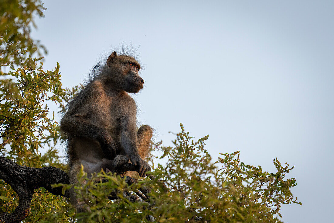 Porträt eines Chacma-Pavians (Papio ursinus), der auf einem Baum sitzt und in den blauen Himmel schaut, im Chobe-Nationalpark, Chobe, Botswana