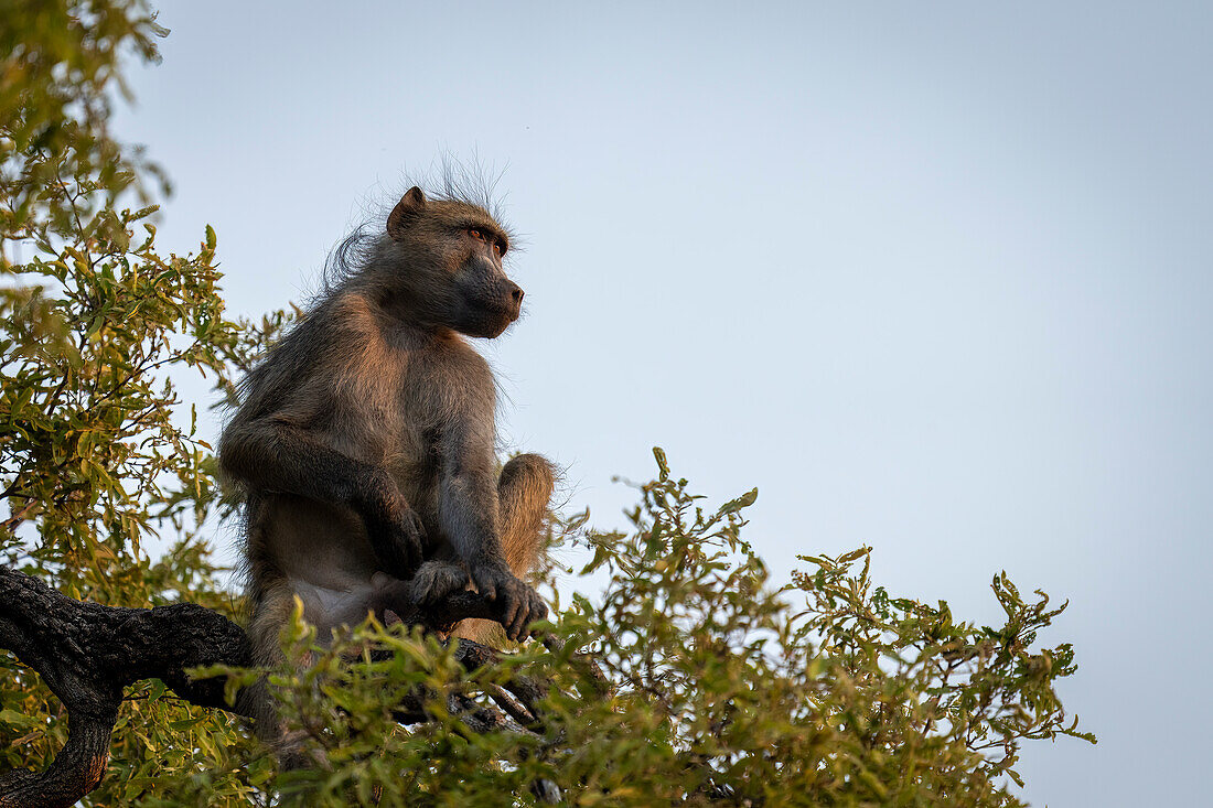 Portrait of a Chacma baboon (Papio ursinus) sitting on top of tree looking out against a blue sky in Chobe National Park,Chobe,Botswana