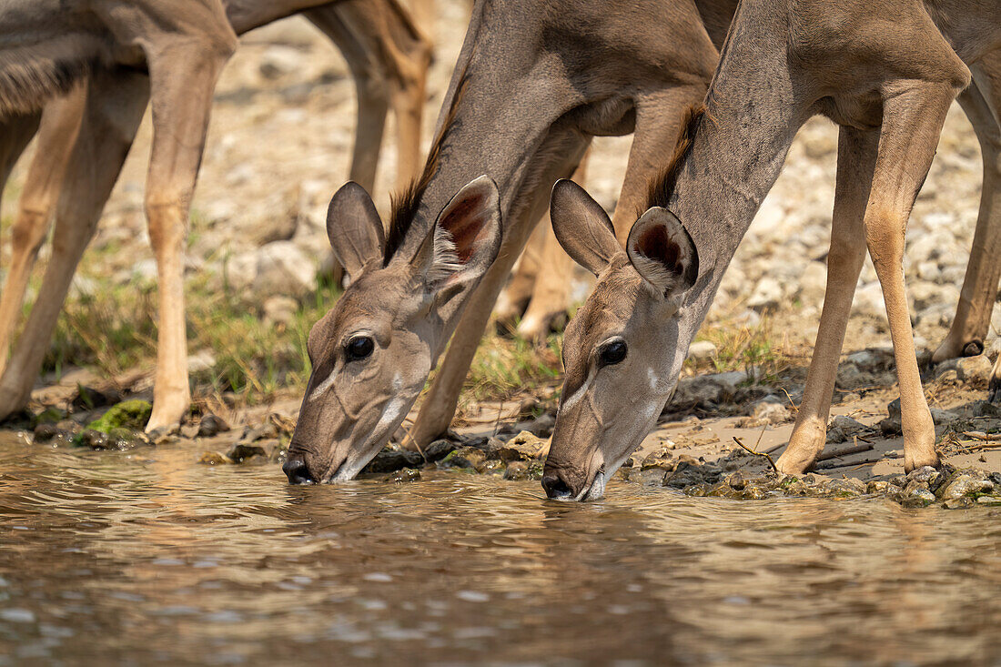 Nahaufnahme eines weiblichen, größeren Kudus (Tragelaphus strepsiceros), der am Fluss steht und trinkt, im Chobe-Nationalpark,Chobe,Bostwana