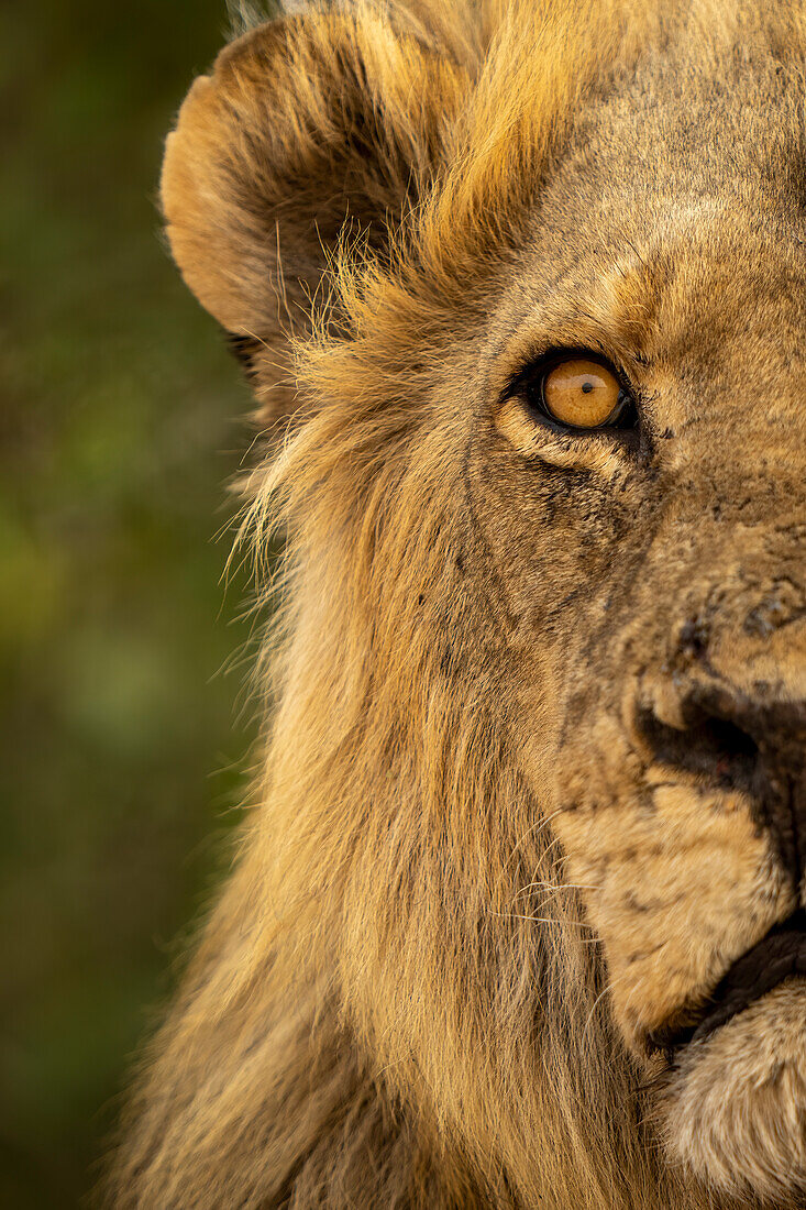 Detailaufnahme eines halben männlichen Löwenkopfes (Panthera leo) im Chobe-Nationalpark, Chobe, Botsuana