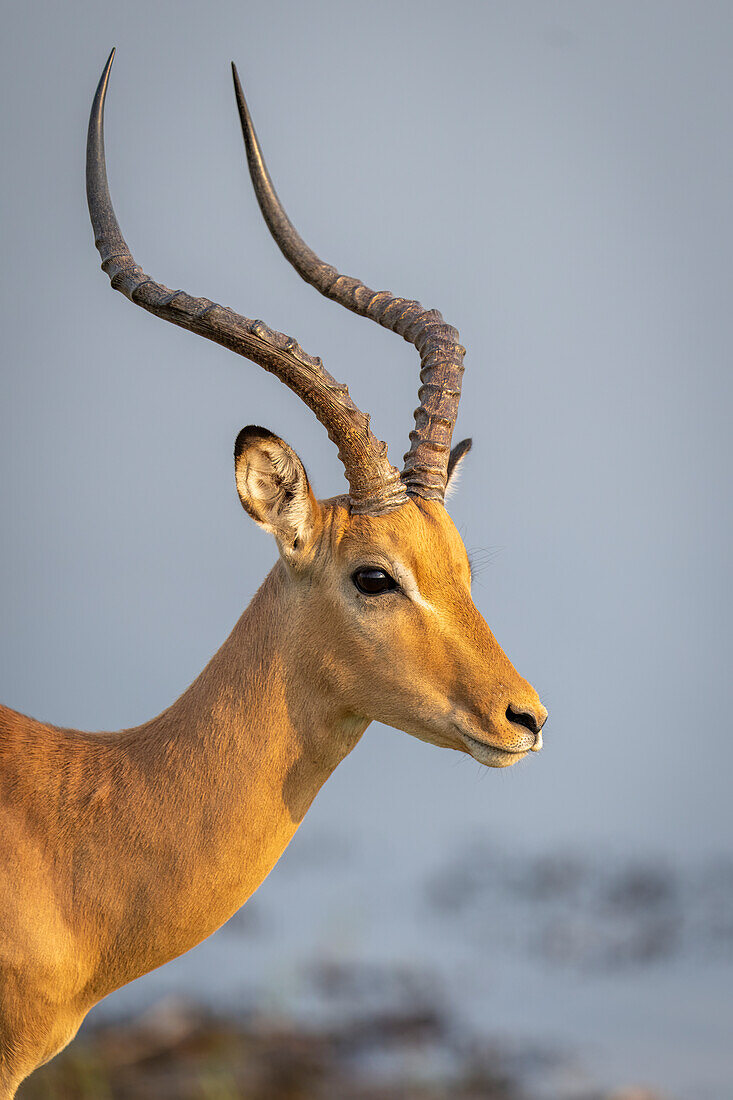 Nahaufnahme eines männlichen Impalas (Aepyceros melampus), Gesicht und Hörner, in der Nähe eines Flusses im Chobe-Nationalpark, Chobe, Botswana